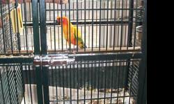 One is a male..Phoenix he is two years old...he is a regular sun conure.
Second one is a female...Lola...she is a special bird a red factor sun conure. These are a set and I would prefer for them to stay together since they need each other. Lola is only a