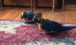 Two macaws available. Both have some missing feathers on chest. Eating zupreem fruit pellets. Come with cage.