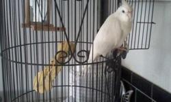 Two bonded make Cockatiels, come with large cage, food supply, cuttlebones, and various toys and perches. They are typically quiet and enjoy human company. They tolerate/ignore other animals, such as large dogs and cats. I am going to college and cannot