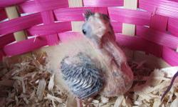 Two young cockatiel babies for sale. 100$ Each. They can be bought separately and do not need to be with each other. They are both about 3 weeks now, and i will be rehoming them when they are weaned/fledged. (This will be about when they are 8 weeks old