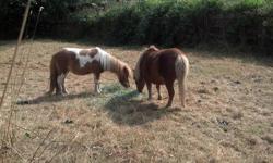 i have a five year old pinto mini mare and her chestnut colored mother who need to be rehomed. they are good with kids and easy keepers and sweet. some ground manners havent been used for that in awhile no they are not registered. asking 400 each or 600