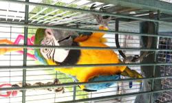I have two pairs of blue and gold macaws for sale. $800.00 for each pair. $1500.00 total if you buy both pairs. These birds are 12-17 years old each Females pluck a bit. I just paired these birds up this spring but have not had time to get cages together