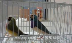 Two pairs of Lady Gouldian Finches are available. Both pairs are young, healthy and cost $150 for each pair. Call if you have any questions. This sale is only local and birds will not be shipped out. If you want them, you must come pick them up.
Hay dos
