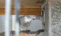 I have 2 proven breeding pairs of African greys for sale.
They are very proven and in perfect feather.
They have 2 or 3 clutches a year.
4-5 babies per clutch.
Price is $1800.00 each