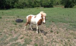 I have two small ponies for sale .male is brown and white , four year old girl used to ride with help. He is easy to catch, mare is wild but bonded to male. Three hundred each obo.