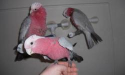 I have a very sweet male Umbrella Cockatoo that is the sweetest bird ever! He is about 6 years old. We are very sad to sell him, but we are so busy right now, we don't have enough time for him. He will sit on you shoulder or lap all day, he just loves to