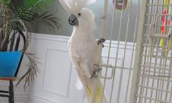 I have a male umbrella cockatoo, about 10 years old, that needs a home with somebody that has more time to spend with him. You MUST have large bird experience.
Email me why you're interested in being a potential new owner and I'll send you pictures and