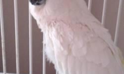 UMBRELLA COCKATOO- 9 YEARS OLD- HAND RAISED.
WANTS LOTS OF ATTENTION AND LOVE.
CAGE AND CLIMBING TREE AVAILABLE.
$600.00
I AM ALLERGIC TO THE WAXY FEATHERDUST.