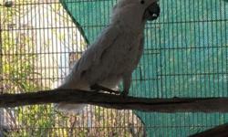 I have a male 12 year old Umbrella Cockatoo that is close banded. He is not tame and is a proven breeder.
