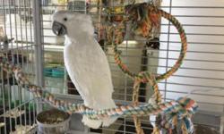 Beautiful white female umbrella cockatoo, looking for a loving owner, tame and talks call for more info at Arrieros Pet Shop 619-434-3207 or visit 9531 Jamacha Blvd. Spring Valley, Ca 91977