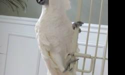 Email for information.
Please explain why you're interested in adopting Kiwi and tell me about yourself. Large bird experience is a must and be aware of how expensive cockatoos can be to keep, the noise, and the dander.