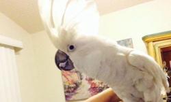I have a BEAUTIFUL Umbrella Cockatoo to rehome to the "right home" for a fee. Not suggested for anyone living in an apartment. He's got lots of spunk and character and needs LOTS of attention. It's all about him!! : ) He will go with his cage, stand, food