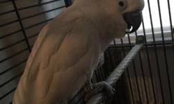 I have a umbrella cockatoo parrot for adoption!!ihis name is Casper very loving very tame speaks well loves attention and being handled he is 10 years old great with animals and children he Also loves playing ball and tug of war if interested please cAll