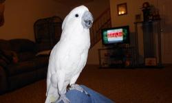 Sammy is about 5 years old gentle male cockatoo; he loves to be held and loves attention. He comes with a new 32? x 23? x 66? cage, travel cage and all his toys. He likes fresh fruit and vegetables. I need to rehome him ASAP due to landlord. Serious