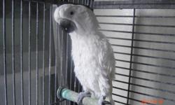 WE ARE SELLING OUR UMBRELLA COCKATOO .HE HAS BEEN WITH OUR FAMILY FOR ABOUT 10 YEARS NOW. GRATE COMPANION .VERY FUNNY,TALKATIVE,AND NEEDS ATTENTION.OUR KIDS HAVE GROWN UP AND THERE ISN'T ANYONE TO SHOW HIM THE KIND OF LOVE HE DESERVES. PRICE COMES WITH A
