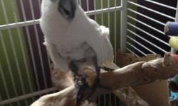 Female umbrella cockatoo looking for an excellent home! Our family loves her but due to our busy schedule we're not able to give her the attention she deserves.
Interested adopters must have either prior experience with similar parrots or have done your