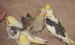 Birds and Then Some is running 2 special this week. Friday is Friday the 13th. For Friday only, all normal peachface lovebirds are just 13.00. These are parent raised, young babies (9 weeks old). They will need work to tame down but with time and patience