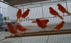Various color canary female starting $45 and up male starting $55 and up. Please call do not email 818-243-9132.
