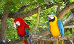 The following are currently available from Bob?s Birds and Rescue, San Antonio, TX. Interviews, home-inspection, contract, 3 months follow-up required. Adoption fees range from $40 up to half the value of the bird. Fee is reflective of the health,