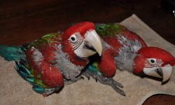 i have a young, male, greenwing macaw. he has been raised in large accommodations with proper training and a varied diet. i have purposely not included pictures to discourage impulse callers. please call if you have done your research and are ready to