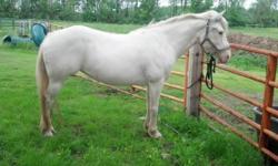 She is a very nice horse and is trained for trail ridding or lots of neat things in the arena. She is white with flea bitten grey spots. I got her as a trail horse in the fall to ride this year and hurt my back on the ice so I won't be ridding her. When I