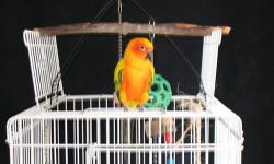very nice parrot cage. would work for any of the medium to smaller breeds of parrots. dimensions are: 28'' tall x 18 1/2'' long x 18 1/2'' wide. made out of a very sturdy metal wiring.
comes with the wood perches and water/food dishes.
comes with a black