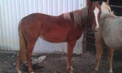 CG Chilled Corona, a.k.a Corona is a 2011 Sorrel filly with a flaxen main and tail. She goes back to many greats such as Skipper W, Coax, Easily Smashed, Go Man Go, The Ole Man, etc. She is very quiet and has the potential to be a 1D horse. Her pedigree