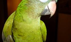 Gus is a very sweet quaker parrot looking for his forever loving home. Gus is updated on his vet care and in good health. Gus's adoption fee includes his cage, toys and accessories. If interested please contact Sharon [email removed]
