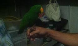 Tame very gentle Male Eclectus says a bunch of words! Asking $800 O.B.O Please do not hesitate if you have any questions Call or text 305-804-5402 for any further questions. This bird is about 8 years old very young considering they have a life span of a