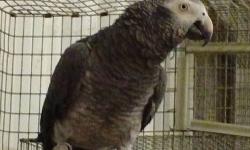 I have a beautiful, very friendly Timnah African Grey for only $900. I'm not sure if it is a male or female. It is 6 or 7 years old. Call me at 270-369-6173 to schedule a time to purchase this tame bird.