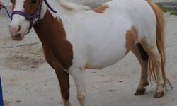 Rosie is a very tiny and correct double Registered Amha/ Amhr Miniature horse mare. She is sorrel and white with at sweet disposition. She would make a wonderful mare for your herd or a terrific pet for the kids and grandchildren. Rosie has been bred to a