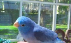 What a vibrant blue parrotlet beauty. She is the brightest parrotlet yet. This girl is extremely loving, tender and she steps up, kisses and snuggles with you. This quite the girl.
We deliver anywhere in the USA. We miss her already.