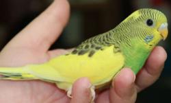 Beautiful and colorful parakeets that have been hand fed and are healthy available! Call for more information. (480) 695-5359 Web Address: keets(dot)me