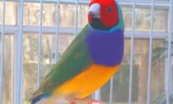 This alluring Lady Gouldian finch is on the lookout for a suitable mate in the aviary. His graceful style makes him appealing to the ladies. His splendid colors help to attract attention with a classy red face. His alertness is a hallmark of his youth and