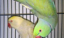 Looking for babe alexandrine parakeet,if you have one for sale, please email picture and price. thank you