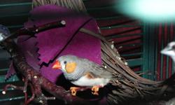 I am looking to purchase fancy / exotic finches for my aviary. I already have 4 Gouldians, 1 Cordon Bleu and 1 Society Finch. Owner, breeder, rescue please call or text me and let me know what you have for sale.