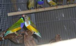 I am looking for a Rosey Borke or male Scarlet chested parakeet to buy for a reasonable price. If you have one or know of someone who does please email with info. Thanks