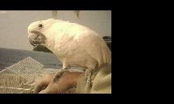hello I have a female I think she may have a egg in side her I am looking for a male umbrella to see if she is it she is I will give you a baby who every nose a bout bird and can tell me a little information to see if she is email me back please if you do