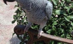 Wanted African Grey Congo Male
5-10 years old. Not tame.