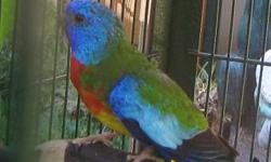 I was looking for some pairs of bourke parakeets and princess parrots
If you have any avaliable txt to 619-438-3770
I have some indian ringnecks for trade to if your interesting thanks