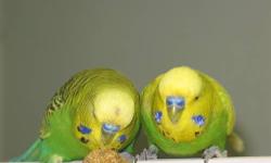 am looking for budgies and love birds will pay please call if you have any will buy any unwanted birds
thank you