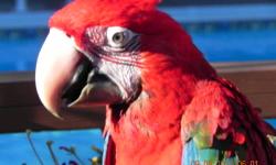 We are looking for a breeder pair of Buffon's Macaws, (Ara ambigua). We have several breeding pairs of birds and would love to have some of these.