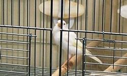 Want a good singing male canary Crested to breed to my consort female. Please provide photos. Must be local or ship. thank you,