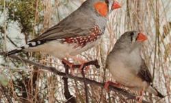 Im looking for several Zebra Finches mutations such as
Florida Fancy
Dominant Silver
Phaeo
Orange Breasted
looking for males and females
Please call me if you have any or any other type that i might be interested
818-674-2970
text is ok
Luis
