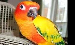 I am looking for a female sun conure cause mine recently passed away. If you have or know someone that has a female please let me know.
Thanks,
Chris