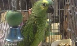 Hi, my name is Cindy and I'm looking to adopt an African Grey Congo parrot and give it a new forever home I have extensive experience with AGCand would love to give your baby a new forever home where he'll see lots of love and care and be spoiled rotten