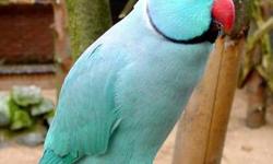 Looking to own a recently weaned Indian ringneck baby (colored blue, violet, turquoise, cobalt or the like) or a blue-headed Pionus parrot. Must be a hand-fed and handled, tame bird. Please contact ASAP!!