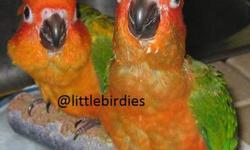 Looking for adult male sun conure. Must have proof of sex. Also looking for male adult ring neck. Let me know color and asking price for the birds you have. They dont have to be tame. They will be compaions for my two females I have. Dont need cages