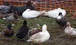 I'm looking for a Female muscovy Duck. Perfer adult age. Willing to pay $15. must be a female.
any color