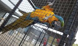 Looking for a male and female Yellow Collar Macaws, perferably a bonded pair. Please contact 602-717-6153